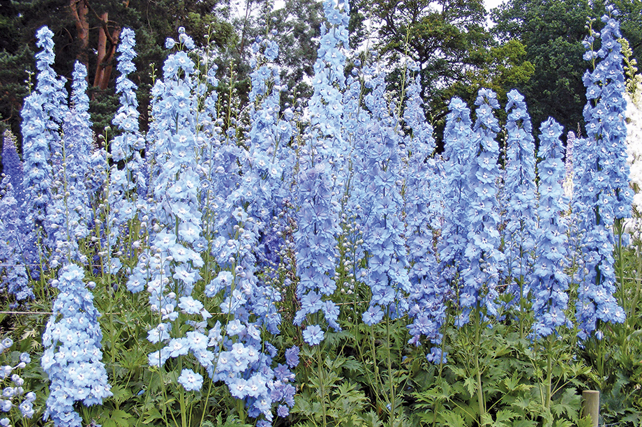 Delphinium Centurion is among the best seed-raised series
